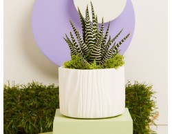 BOMBONIERA MATRIMONIO CLARALUNA VASETTO CON PIANTINA GRASSA BIANCO