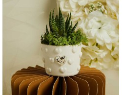 Bomboniera Claraluna 2026 Vasetto cuoricini Claraluna con cuore silver e piantina grassa con muschio