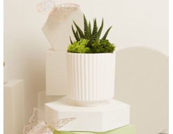 BOMBONIERA MATRIMONIO CLARALUNA VASETTO BIANCO CON PIANTINA GRASSA