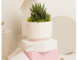 BOMBONIERA MATRIMONIO CLARALUNA VASETTO CON BASE ROSA E CON PIANTINA GRASSA