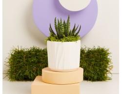 BOMBONIERA MATRIMONIO CLARALUNA VASETTO CON PIANTINA TONDO BIANCO