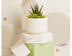 BOMBONIERA MATRIMONIO CLARALUNA VASO A CUORE CON PIANTINA GRASSA VERA