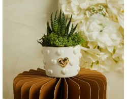 Bomboniera Claraluna 2026 Vasetto Cuoricini Claraluna con Applicazione oro e Piantina Grassa