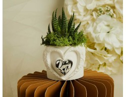 Bomboniera Claraluna 2026 Vasetto Cuore Claraluna con Applicazione Silver e Piantina Grassa