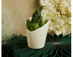 Bomboniera Claraluna 2026 Vasetto Bianco a Cuore con Piantina Grassa e Muschio