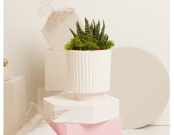 BOMBONIERA MATRIMONIO CLARALUNA VASETTO BIANCO CON  INCLUSA PIANTINA GRASSA CON BASE ROSA