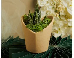 Bomboniera Claraluna 2026 Vasetto Grande 2026 a Cuore con Piantina Grassa e Muschio