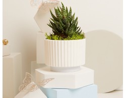 BOMBONIERA MATRIMONIO CLARALUNA VASETTO CON BASE AZZURRA E PIANTINA GGRASSA