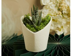 Bomboniera Claraluna 2026 Vasetto grande Bianco a Cuore con Piantina Grassa e Muschio