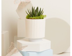 BOMBONIERA CLARALUNA VASETTO BASE AZZURRA CON PIANTINA