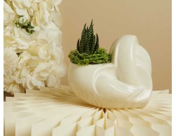 Bomboniera Claraluna 2026 Vaso Cuore bianco Claraluna con Piantina Grassa e Muschio